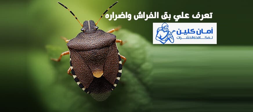 بق الفراش واضراره